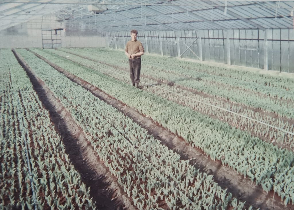 Erste Schnittblumen werden produziert, darunter auch Tulpen