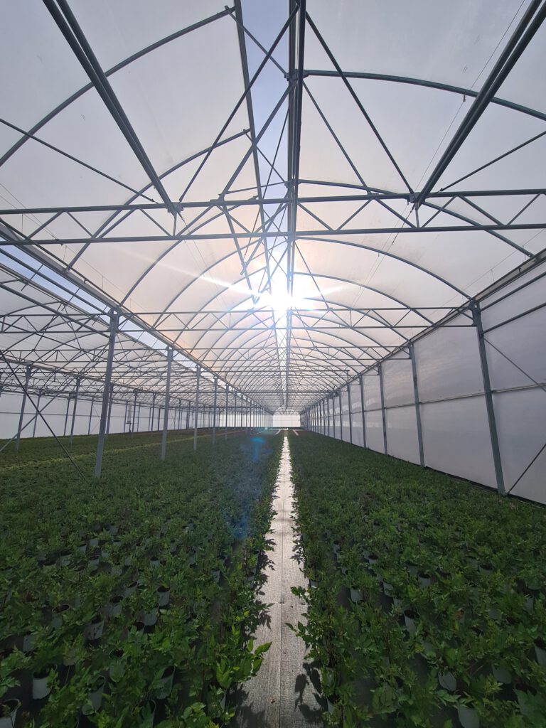 Abriss der 30 Jahre alten Folientunnel. Neubau eines modernen, isolierten Tunnels (3.100 m²) und 12.000 m² zusätzlicher Freiland-Containerflächen mit Drainagen zur Wasseraufbereitung